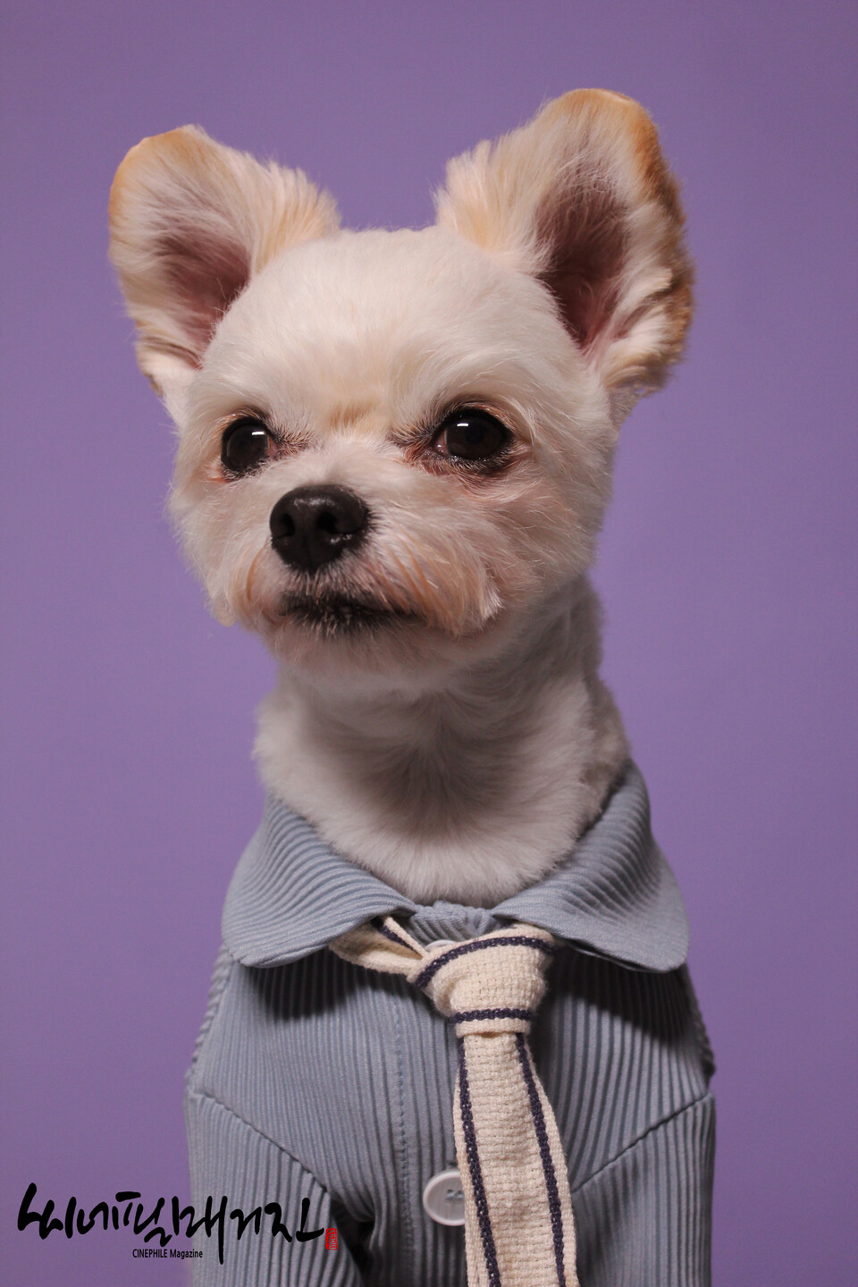 [ 이예범 포토그래퍼의 반려견 촬영 스틸컷 ]