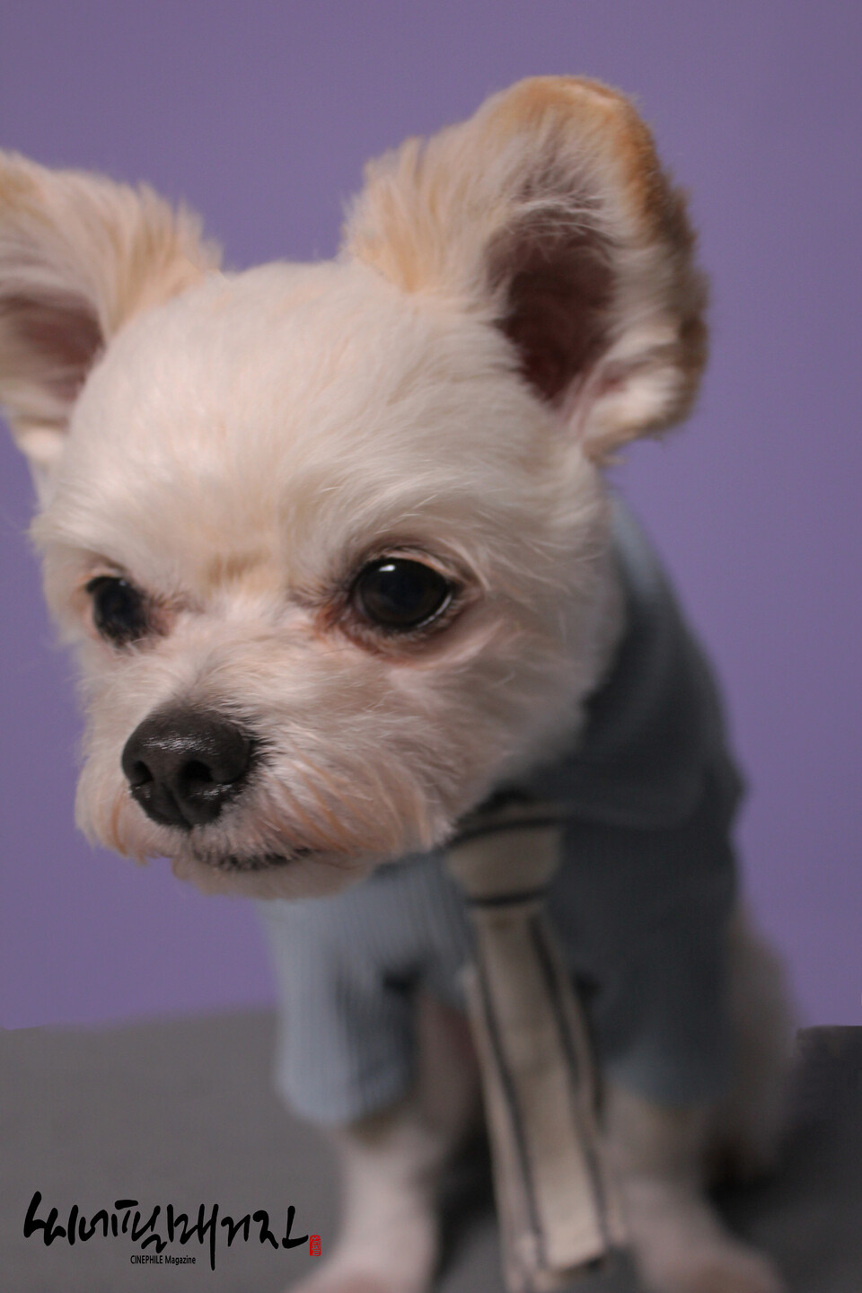 [ 이예범 포토그래퍼의 반려견 촬영 스틸컷 ]