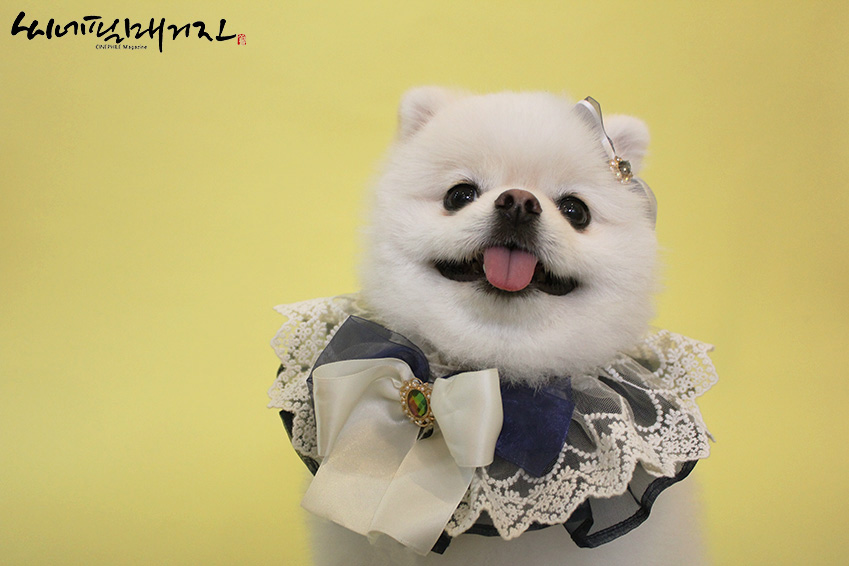 [ 닉스엔터테인먼트 소속 반려견 바라 스틸컷 ]