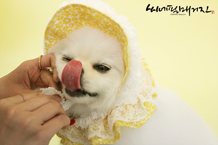 [ 닉스엔터테인먼트 광고모델 반려견 바라 스틸컷 ]