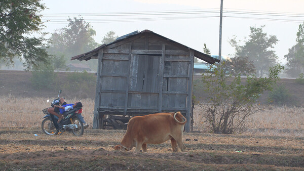 ['집으로' 스틸 컷, 사진 = 부산국제영화제]